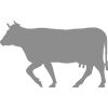 Beef Processing
