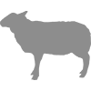 Mutton Processing