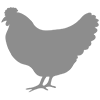 Chicken Processing