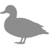 Duck Processing 